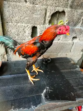 Ayam bangkok siap rawat...Video ada Di wa