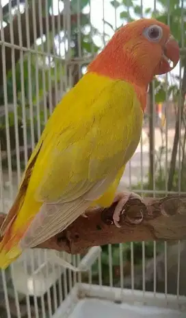 Love bird biola pf green