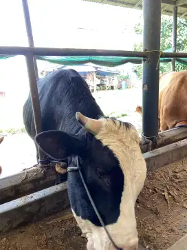 Sapi Qurban Simmental