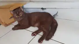 Bsh choco solid jantan 11bulan udah bisa kawin