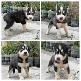 Husky spasang non stbm blue eyes