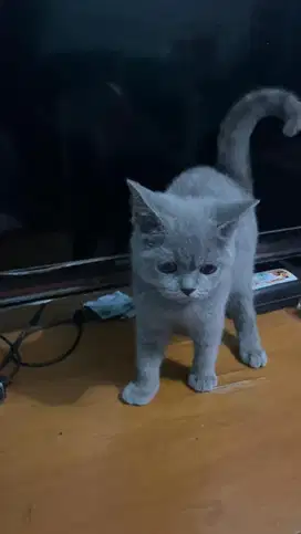 Kucing BSH Pure