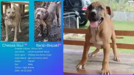 Anakan Pitbull Size XXL