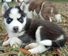 DIJUAL ANAK ANJING SIBERIAN HUSKY