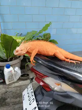 Iguana Red Albino Ruby Eye Jantan