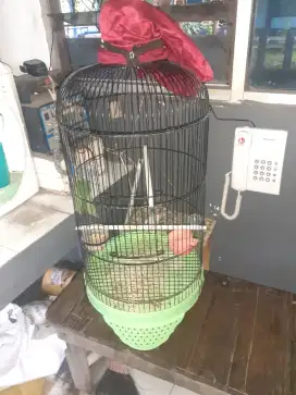 Sangkar burung labet bekas rasa baru