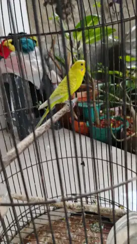 Burung parkit jantan