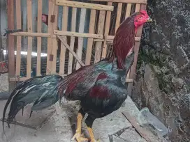 Ayam Bangkok phakoy