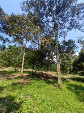 Di jual tanah perkebunan sudah ada villa 1 unit di Jasinga, Kab. Bogo