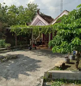 Desa Mojorejo Kec Ngraho Bojonegoro