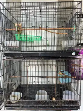 2 pasang Sugar Glider produktif