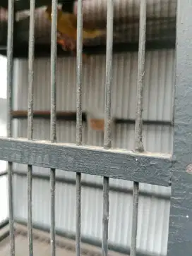Dijual burung kenari Af hijau botol