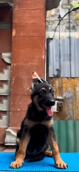 GERMAN SHEPHERD FEMALE