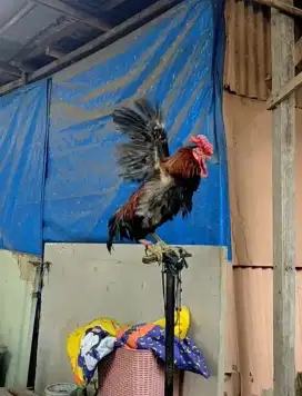 Ayam Ketawa Dangdut dewasa