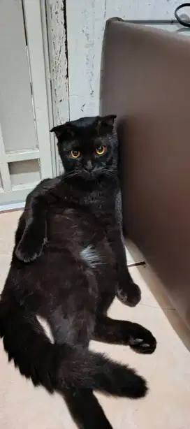 Kucing Black Scottish