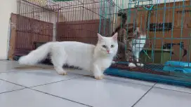 Munchkin Jantan mumer