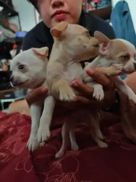 Anakan chihuahua all female, 1 bulan jalan 2