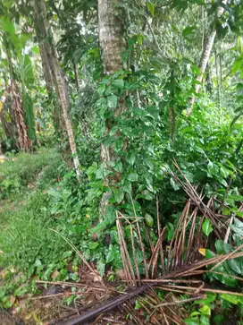 Tanah 15are di Kelusa Payangan Gianyar Dekat Ubud Bresela Keliki