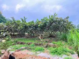 Tanah Kemuning Siap Dibangun Villa/Homestay