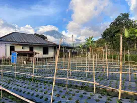 Tanah View Cantik Gunung Lawu Karanganyar