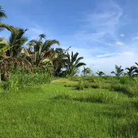 Tanah kebun view sawah dan gunung murah di tabanan