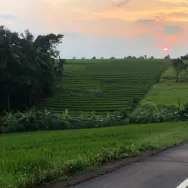 Di jual tanah dekat pantai view sawah sunset di tabanan