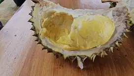 Jual kebun durian di bogor sudah Berbuah,Bonus Villa,Rumah walet