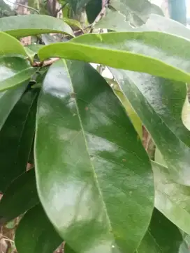 Jual daun sirsak daun obat