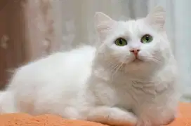 kucing anggora warna putih