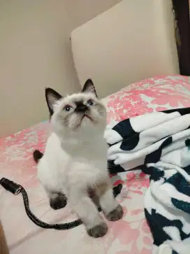 kucing Persia Himalaya mix scottish straight