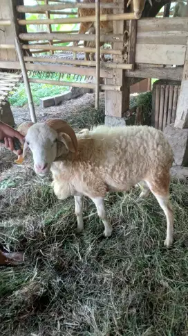 Domba Jantan Super untuk Qurban