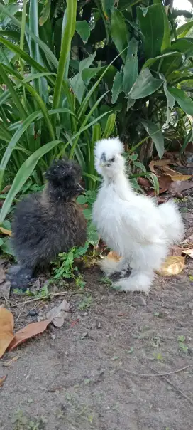 Ayam Hias American Silky