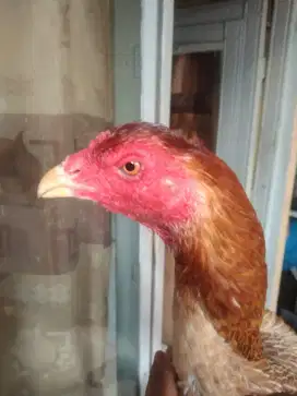Ayam Bangkok original