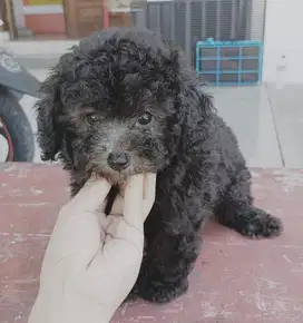 Silver Tiny Poodle Stambum