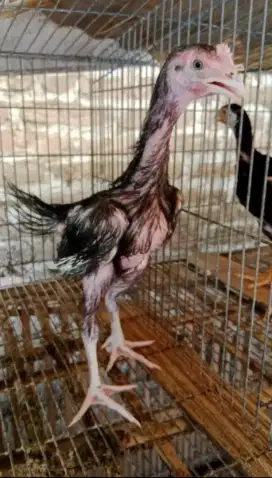 Ayam Hias Rajekwesi Cemara Bulu Landak