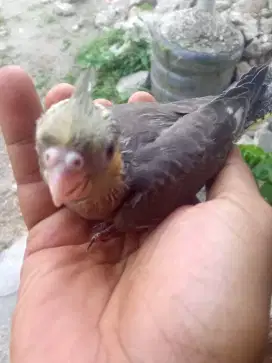 Lolohan falk cantik