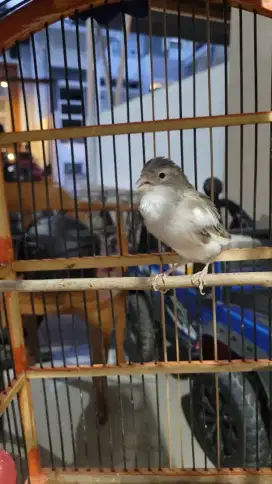 Dijual Burung Kenari