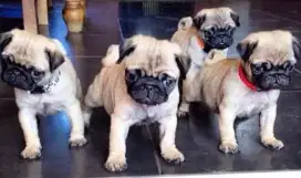 DIJUAL ANAK ANJING PUG