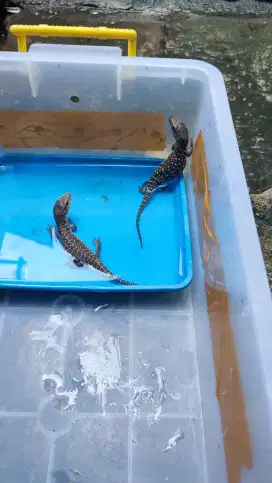 Savmon/ savana monitor