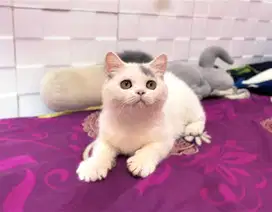 Kucing kitten british shorthair non ped