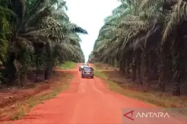 Lowongan kerja di perkebunan kelapa sawit