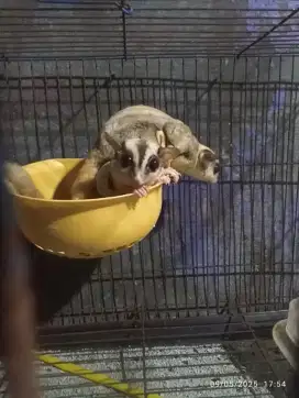 Sugar Glider 1 Set