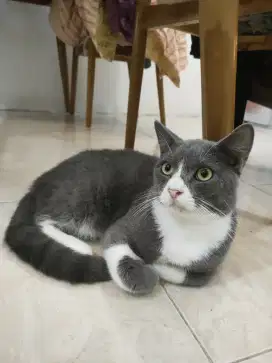 Kucing BSH bicolor jantan nonped