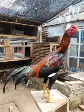 Ayam Bangkok muda