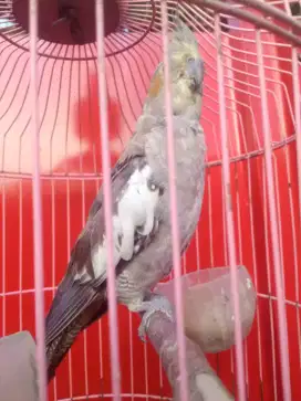Seekor falk betina