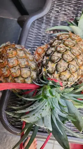 lowongan kerja penjaga stand minuman