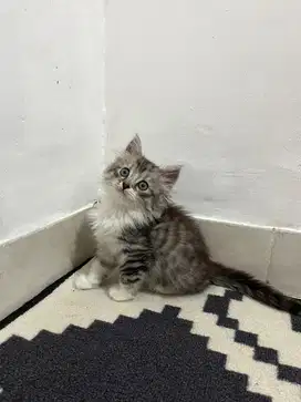 Kucing norwegian