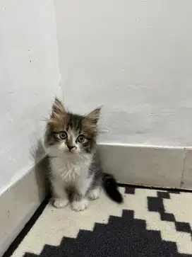 Kucing persiannn