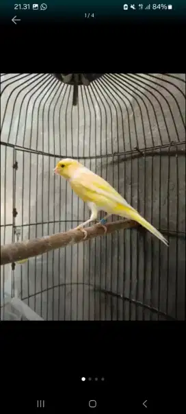 Kenari paud Afs kuning joss