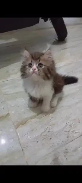 KITTEN PERSIA LONGHAIR
